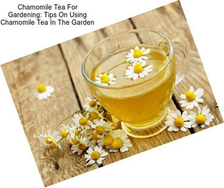 Chamomile Tea For Gardening: Tips On Using Chamomile Tea In The Garden