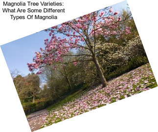 Magnolia Tree Varieties: What Are Some Different Types Of Magnolia
