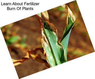 Learn About Fertilizer Burn Of Plants