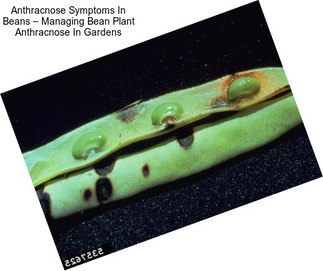 Anthracnose Symptoms In Beans – Managing Bean Plant Anthracnose In Gardens