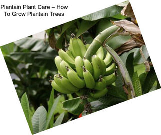 Plantain Plant Care – How To Grow Plantain Trees