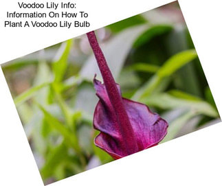 Voodoo Lily Info: Information On How To Plant A Voodoo Lily Bulb