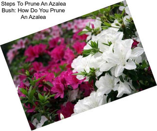 Steps To Prune An Azalea Bush: How Do You Prune An Azalea