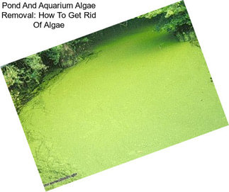 Pond And Aquarium Algae Removal: How To Get Rid Of Algae