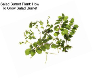 Salad Burnet Plant: How To Grow Salad Burnet