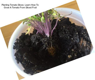Planting Tomato Slices: Learn How To Grow A Tomato From Sliced Fruit