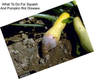 What To Do For Squash And Pumpkin Rot Disease