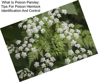 What Is Poison Parsley: Tips For Poison Hemlock Identification And Control