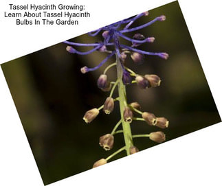 Tassel Hyacinth Growing: Learn About Tassel Hyacinth Bulbs In The Garden
