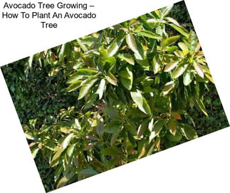 Avocado Tree Growing – How To Plant An Avocado Tree