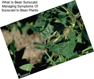 What Is Bean Sunscald: Managing Symptoms Of Sunscald In Bean Plants