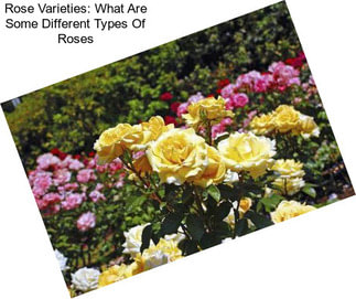 Rose Varieties: What Are Some Different Types Of Roses