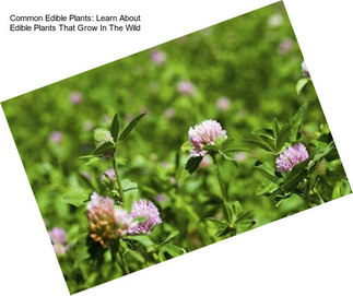 Common Edible Plants: Learn About Edible Plants That Grow In The Wild