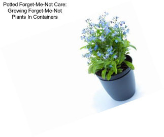 Potted Forget-Me-Not Care: Growing Forget-Me-Not Plants In Containers