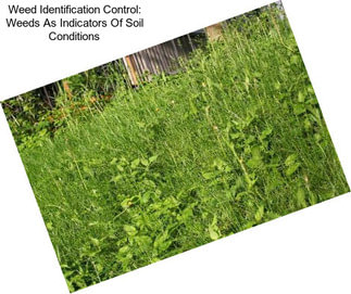 Weed Identification Control: Weeds As Indicators Of Soil Conditions