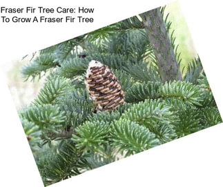 Fraser Fir Tree Care: How To Grow A Fraser Fir Tree