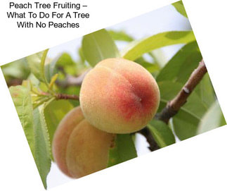 Peach Tree Fruiting – What To Do For A Tree With No Peaches