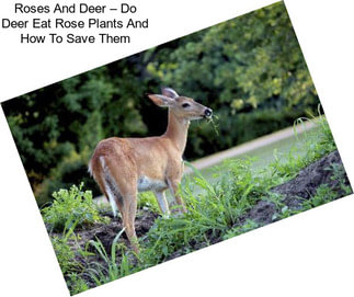 Roses And Deer – Do Deer Eat Rose Plants And How To Save Them