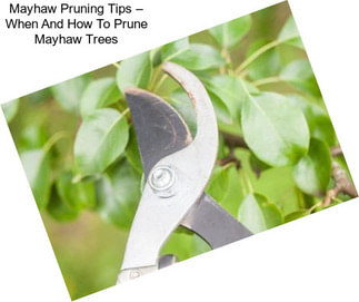 Mayhaw Pruning Tips – When And How To Prune Mayhaw Trees