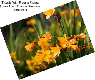 Trouble With Freesia Plants: Learn About Freesia Diseases And Pests
