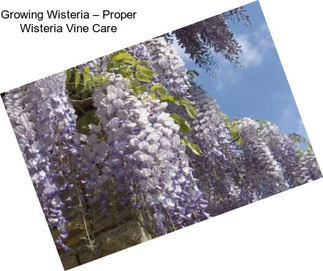 Growing Wisteria – Proper Wisteria Vine Care