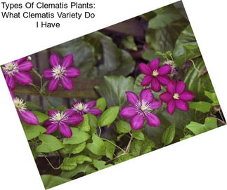 Types Of Clematis Plants: What Clematis Variety Do I Have