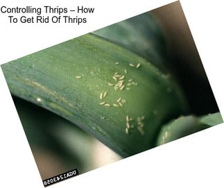 Controlling Thrips – How To Get Rid Of Thrips