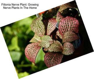 Fittonia Nerve Plant: Growing Nerve Plants In The Home