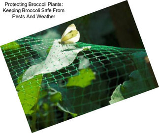 Protecting Broccoli Plants: Keeping Broccoli Safe From Pests And Weather