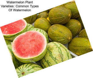 Watermelon Plant Varieties: Common Types Of Watermelon