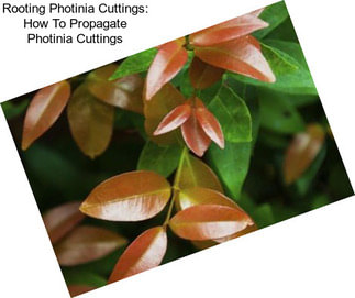 Rooting Photinia Cuttings: How To Propagate Photinia Cuttings