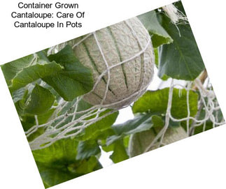 Container Grown Cantaloupe: Care Of Cantaloupe In Pots
