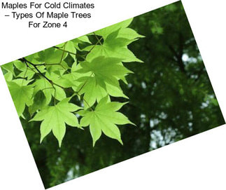 Maples For Cold Climates – Types Of Maple Trees For Zone 4