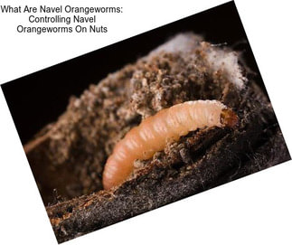 What Are Navel Orangeworms: Controlling Navel Orangeworms On Nuts