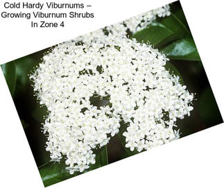 Cold Hardy Viburnums – Growing Viburnum Shrubs In Zone 4