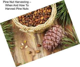 Pine Nut Harvesting – When And How To Harvest Pine Nuts