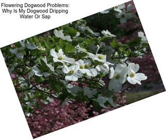 Flowering Dogwood Problems: Why Is My Dogwood Dripping Water Or Sap