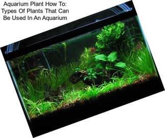 Aquarium Plant How To: Types Of Plants That Can Be Used In An Aquarium