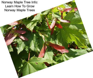 Norway Maple Tree Info: Learn How To Grow Norway Maple Trees