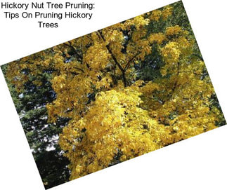 Hickory Nut Tree Pruning: Tips On Pruning Hickory Trees