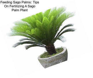 Feeding Sago Palms: Tips On Fertilizing A Sago Palm Plant