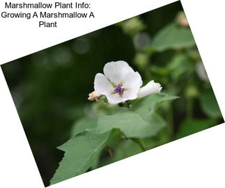Marshmallow Plant Info: Growing A Marshmallow A Plant