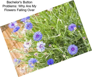 Bachelor\'s Button Problems: Why Are My Flowers Falling Over