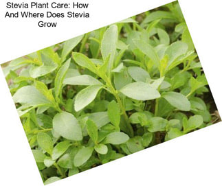 Stevia Plant Care: How And Where Does Stevia Grow