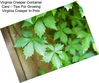 Virginia Creeper Container Care – Tips For Growing Virginia Creeper In Pots