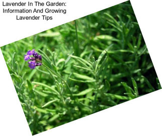 Lavender In The Garden: Information And Growing Lavender Tips