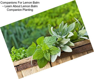 Companions For Lemon Balm – Learn About Lemon Balm Companion Planting