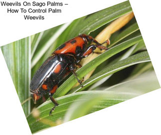 Weevils On Sago Palms – How To Control Palm Weevils