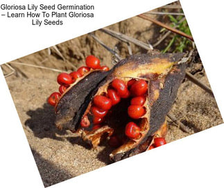 Gloriosa Lily Seed Germination – Learn How To Plant Gloriosa Lily Seeds