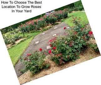 How To Choose The Best Location To Grow Roses In Your Yard